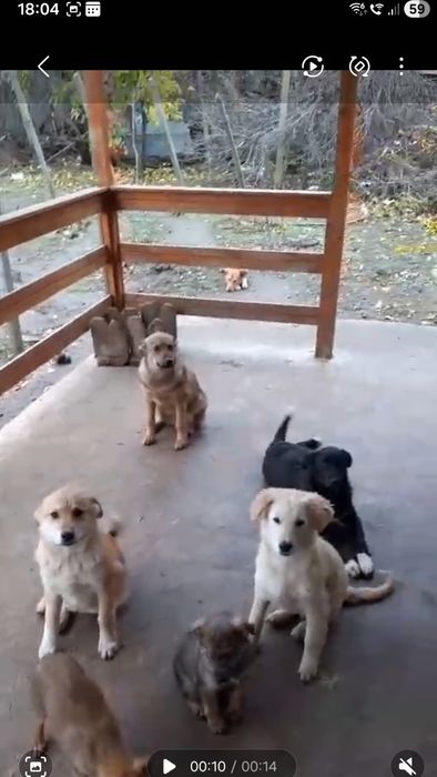 Adoptie catei 2 si 6 luni