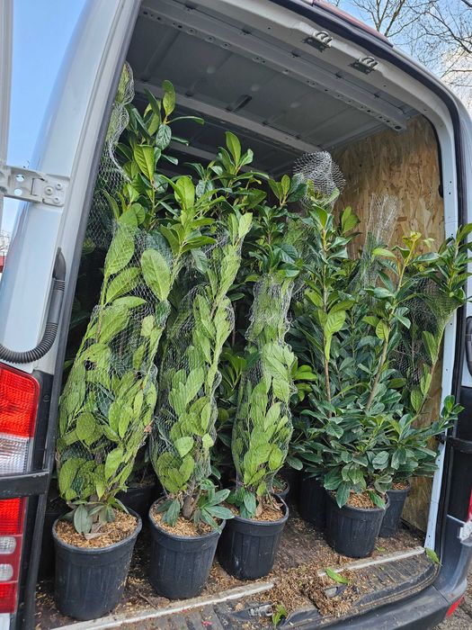 Palmieri bonsai lelandy măslin laur englezesc diferite dimensiuni