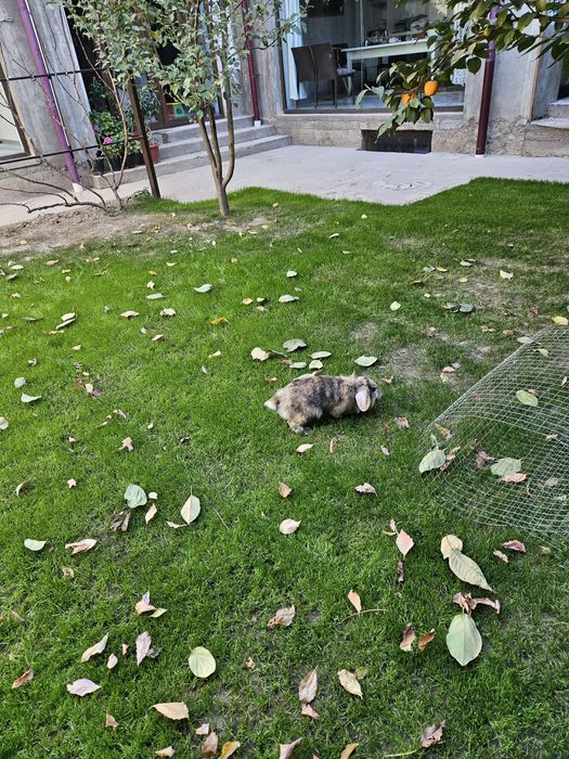 Кролик карликовый самец