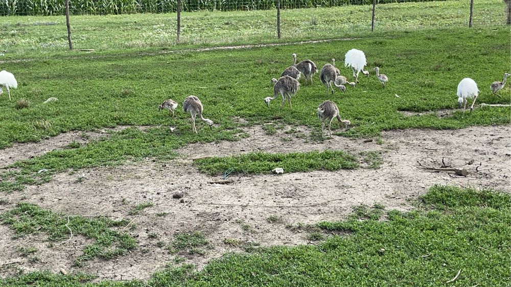 Disponibili struți nandu, emu și struți negrii africani