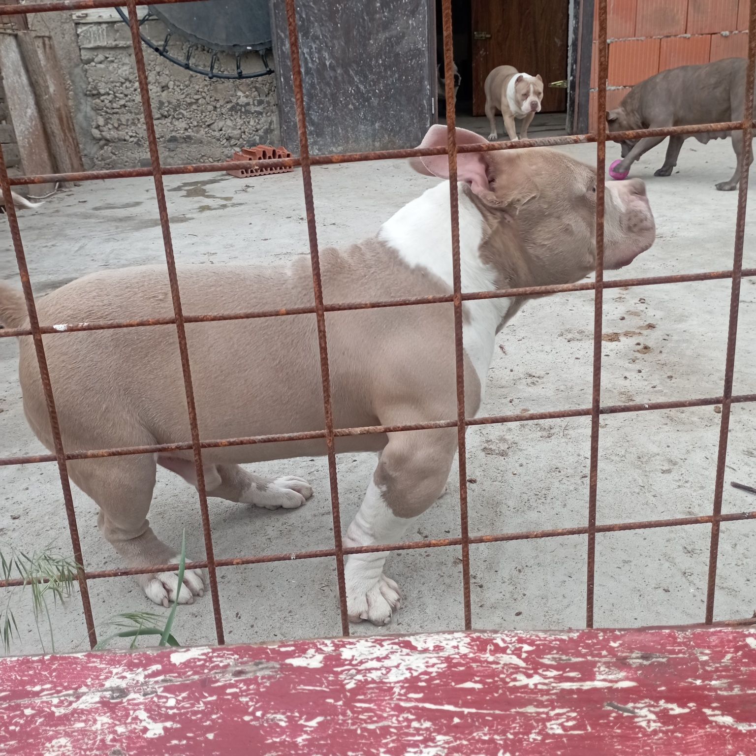 Mascul americanbully pocket