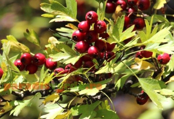 Merișoare sau gherghina popular