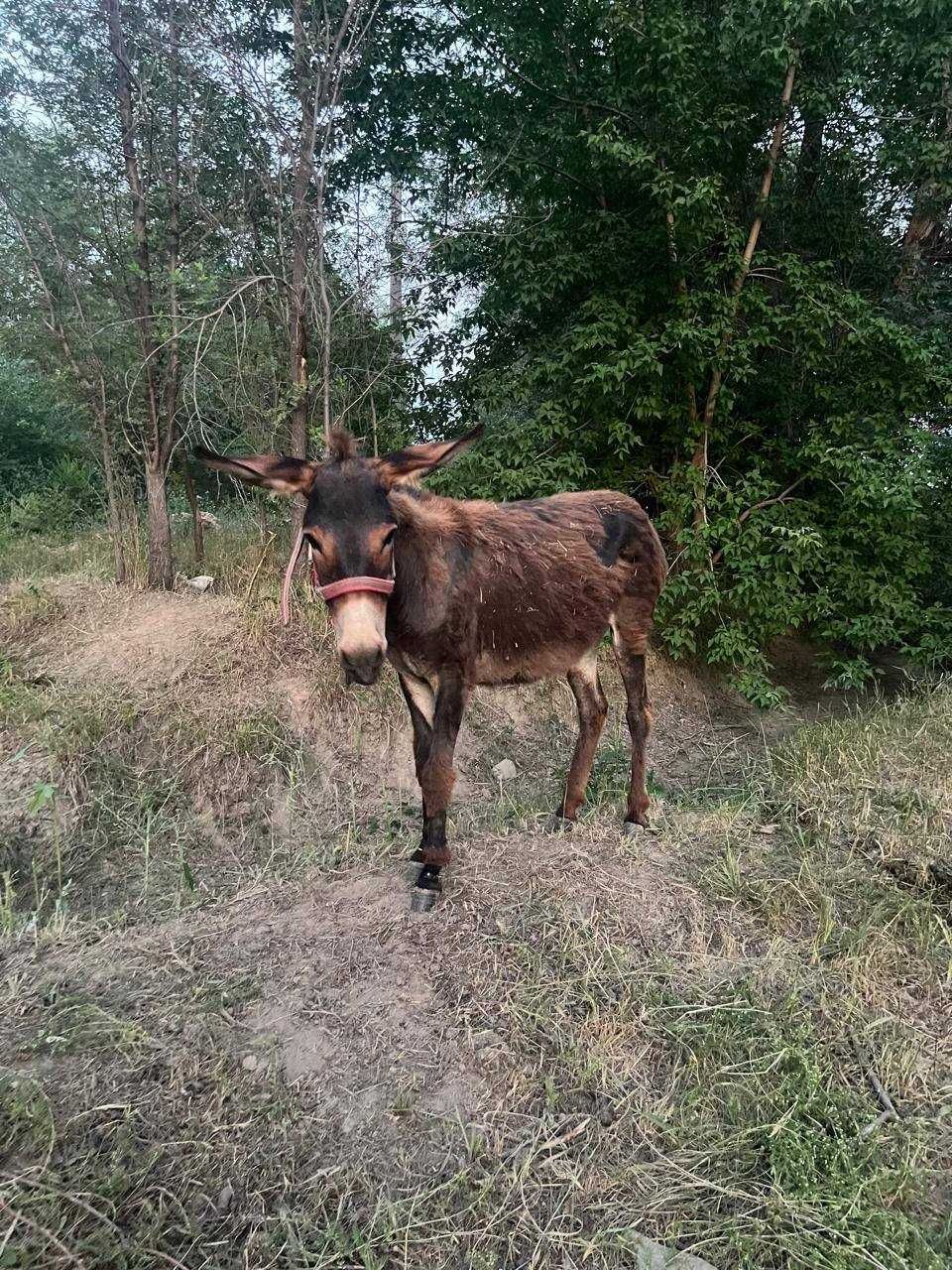 Есектер 1жас, 3жас, 4жас
