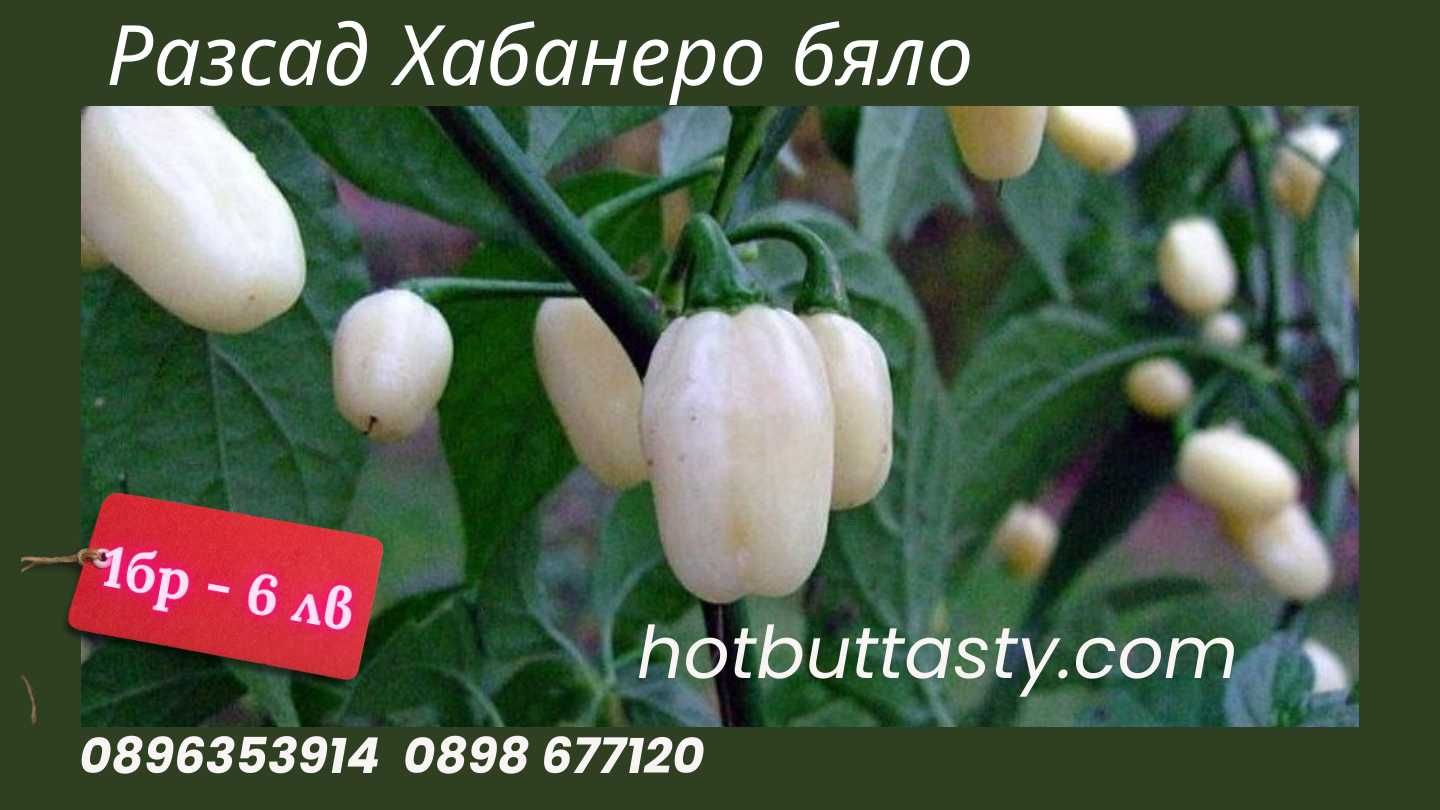 Разсади люти чушки сорт Хабанеро бяло Топ цени