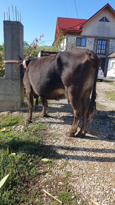 Vaca cu vitea de vanzare (urgent!!) Preț ușor negociabil