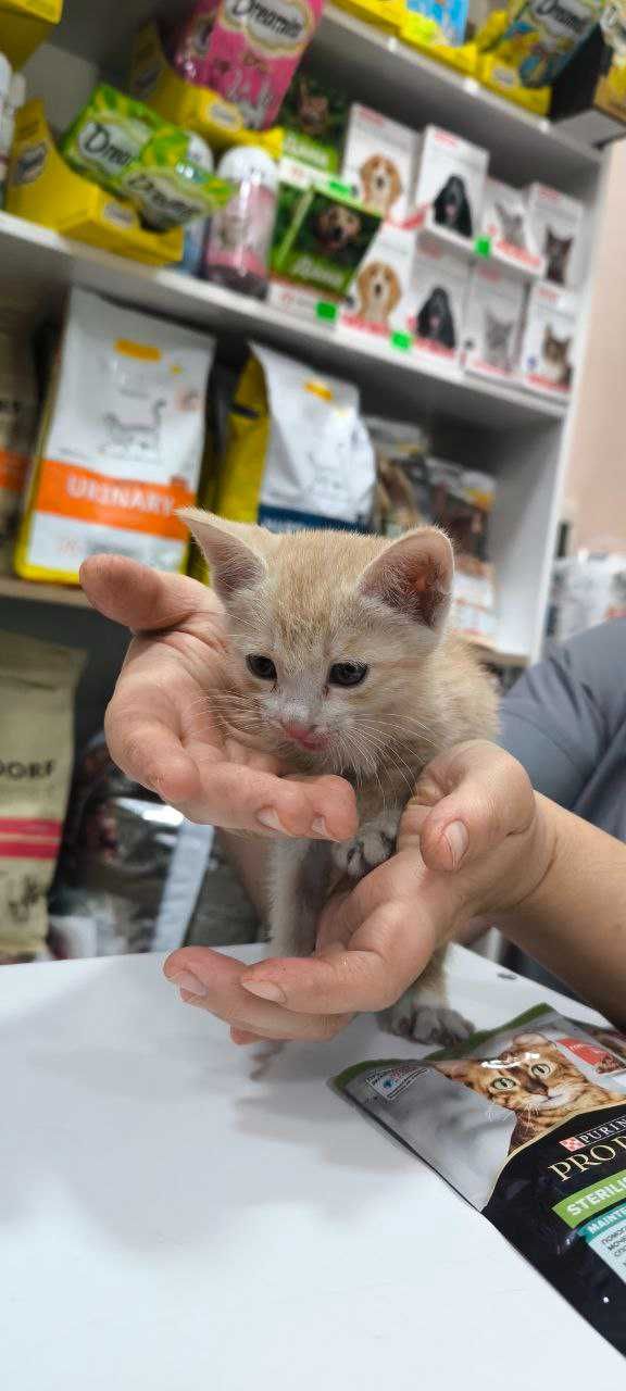 Котенок в добрые руки