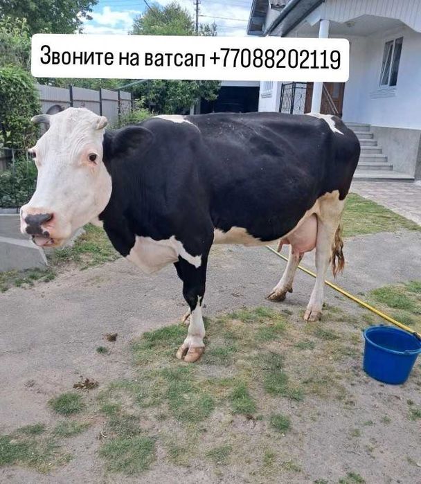 Сиыр безумен корова