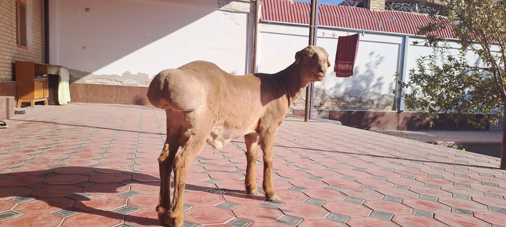 Arashan quyi , 1 yoshga tulmagan. Buxoro, Geofizika