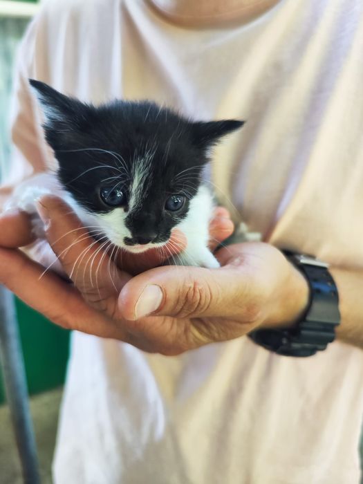 Ofer spre adopție pui pisica