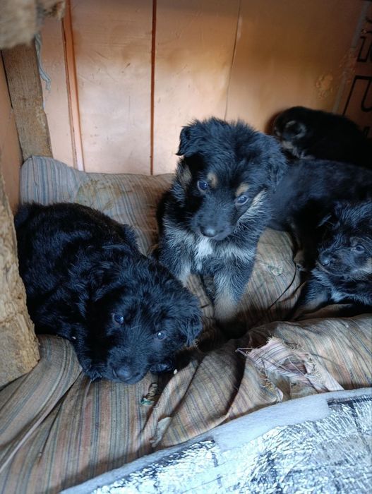 Продаются щенки келес