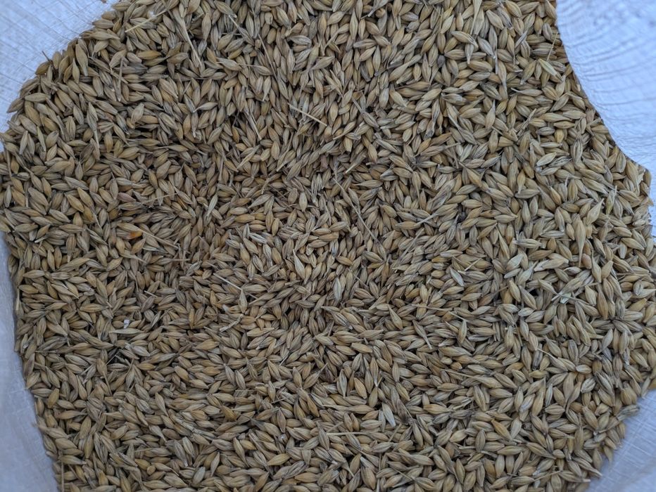 Semințe grâu, orz, triticale