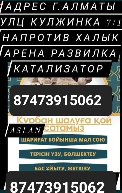 Кой бараны токтушки