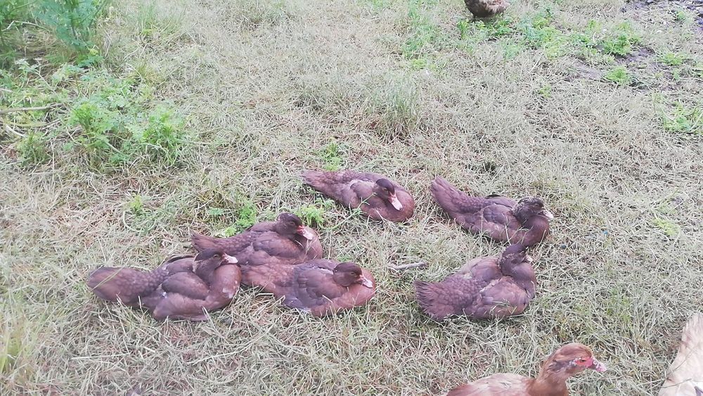 Vind boboci de rață