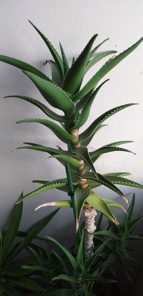 Aloe Vera 1.60cm