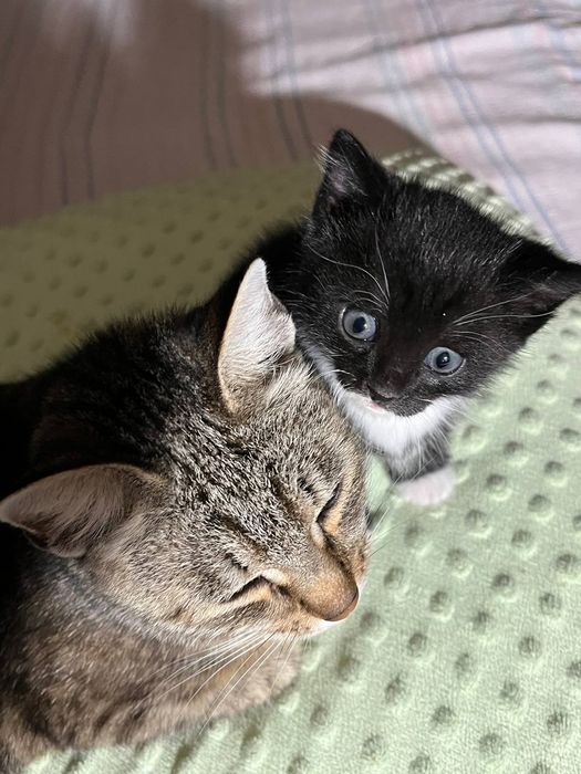 Кошка с котёнком ищут дом