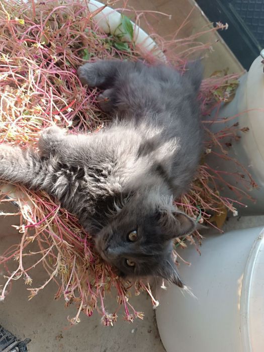 Мейн кун мальчик