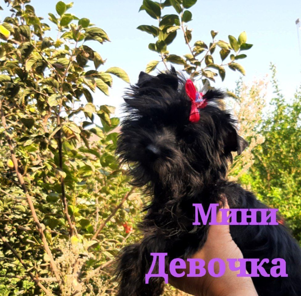 Продаются щенки йоркширского терьера мальчик и девочка