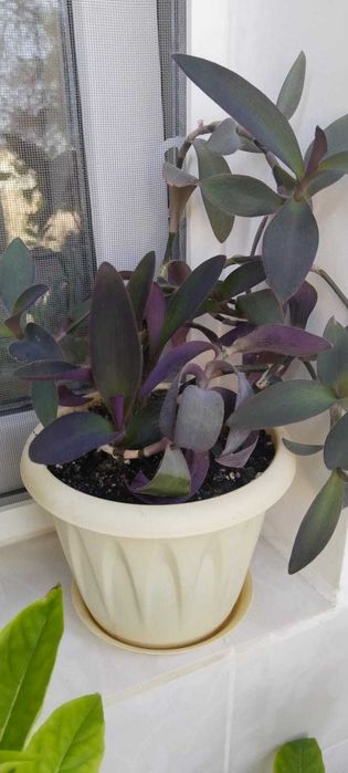 Комнатные растения, продажа или обмен