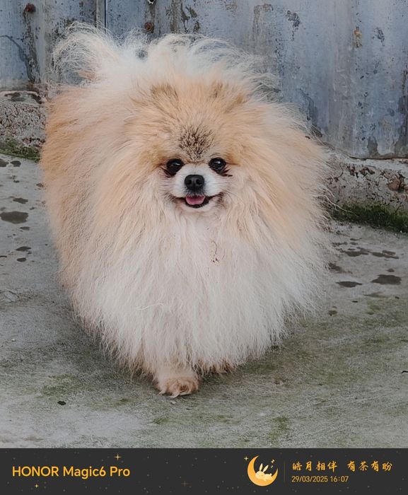 Мъжки    померан