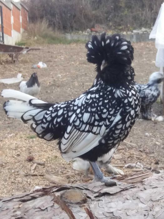 Падуанки Холандки Султанки