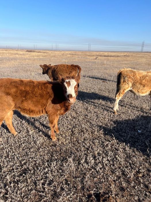 Бұзау сатылады Астана