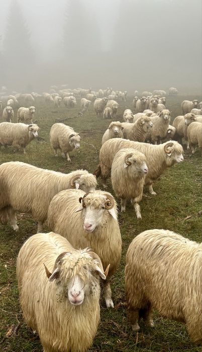 Disponibile  oi si berbeci