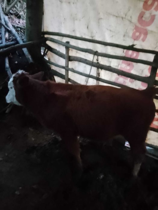 Vând tăuraș  de 4 luni jumate