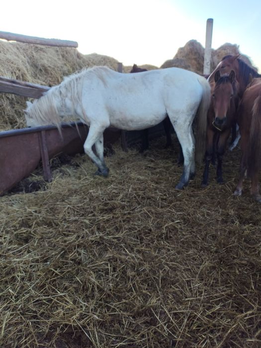 Продам жеребых кобыл возраст 6-7 лет обмен на авто