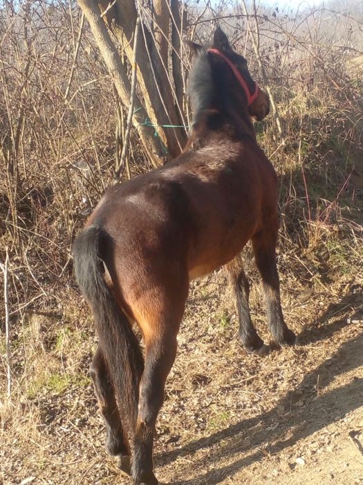 De vanzare cal castrat