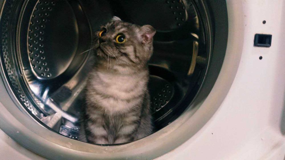 Продается вислоухий мальчик 5 месяцев