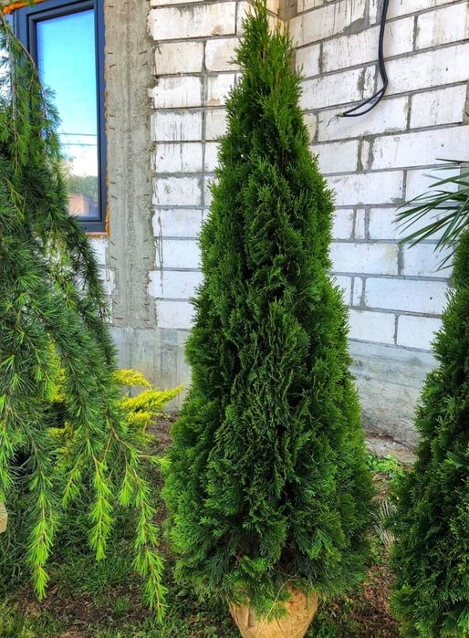 Tuia smaragd uriași la super pret, oferim transport și plantat