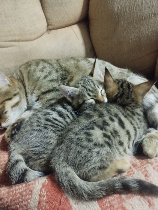 Отдам котят в даром хороший людям заботливым хорошо кушает и пьет