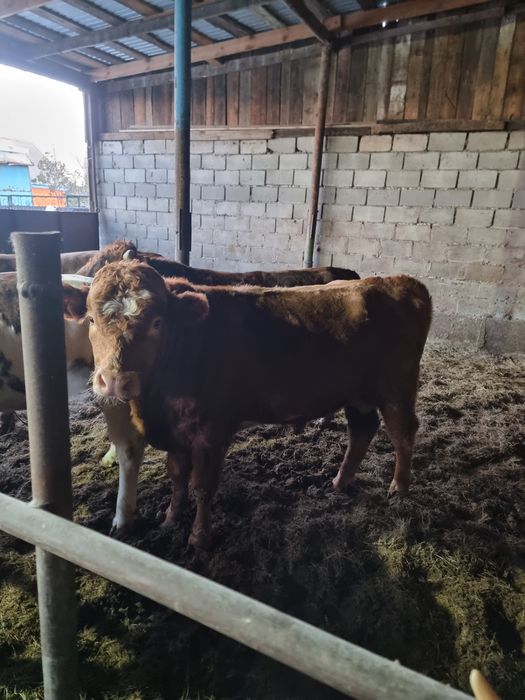 продам бычков 9 голов