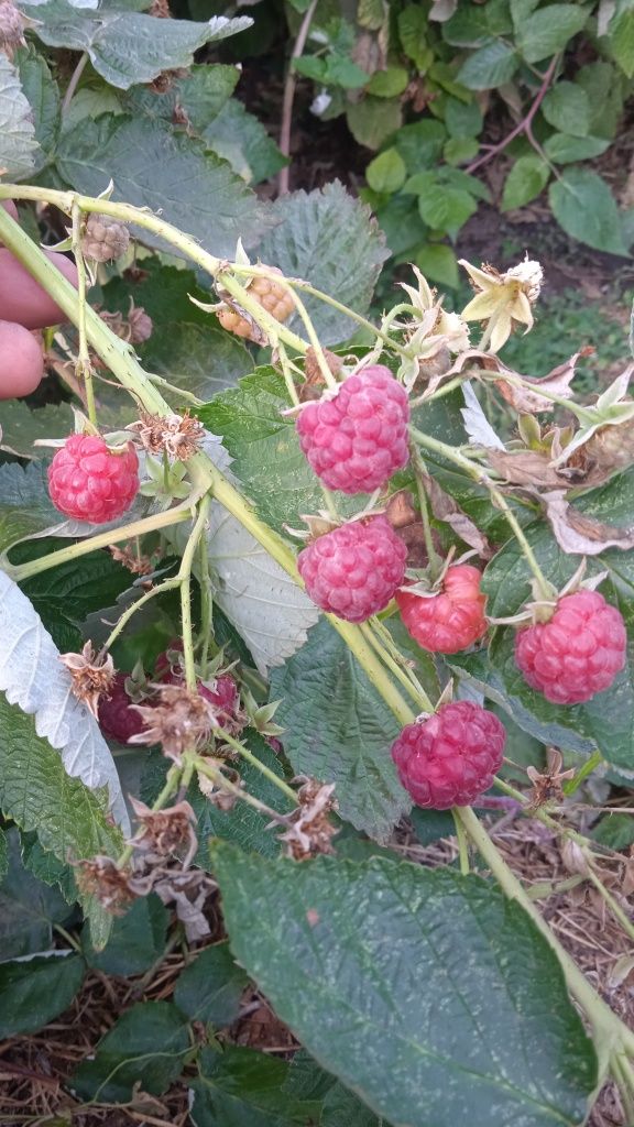 Малина вкусная без каких либо химикатов