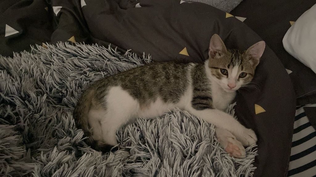 Motănel  spre adoptie