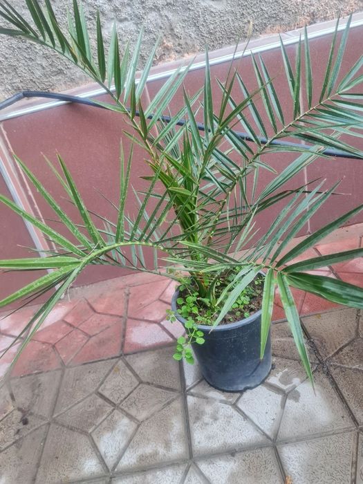 OFIS GULLARI, Офисные цветы