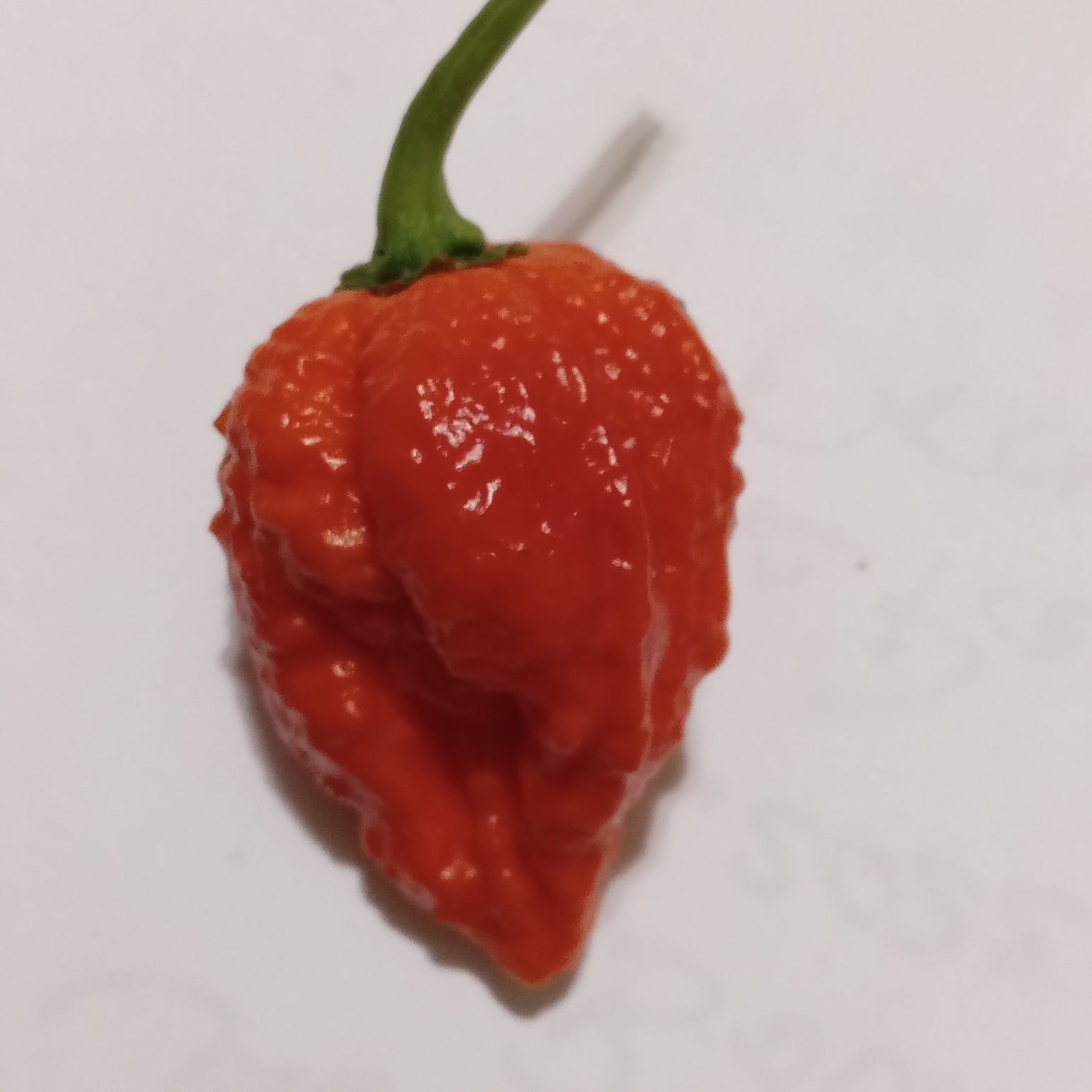 Vând praf de ardei iuți Carolina Reaper, Habanero, Moruga, BhutJolokia