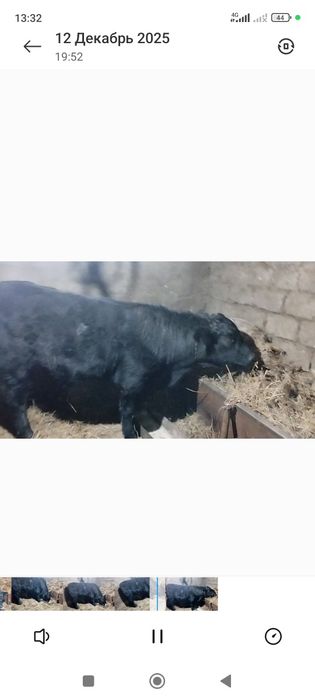 Бычок 10 месяц Ангус Сементал