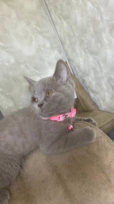 Scottish Staright Mushuk