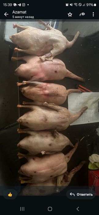 Продам жирных диких гусей