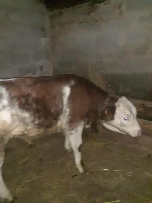 Vînd vițăl belgian!!