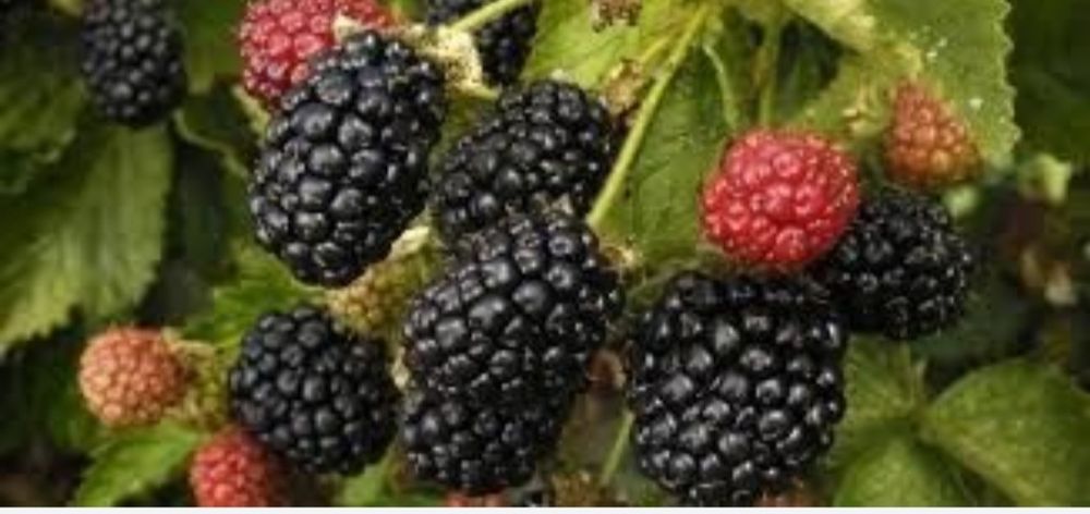 Butasi Mure Thornfree fara tepi