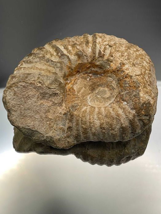 Автентичен Амонит (80 мм): Натурален фосил, с релефни ребра