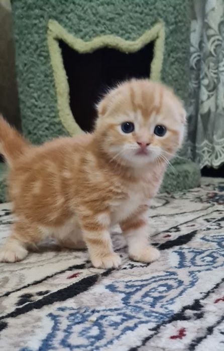 Продаются вислоухие/скоттиш фолд/котята