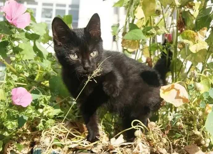 Чёрный котёнок 5 мес. + 100 000 сум на корм
