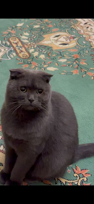 Потеряли кошку серую