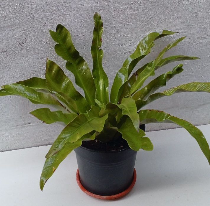 Асплениум Нидус. Цветы для дома. 
В наличии.