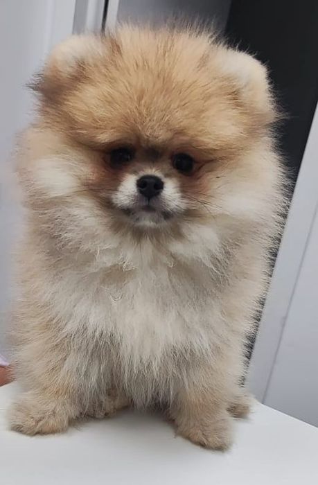 Супер мини шпиц девочка