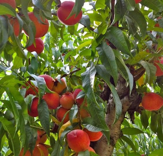 Piersici pitici Triumf