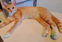 Adoptie pisica motan roscat castrat Poenaru